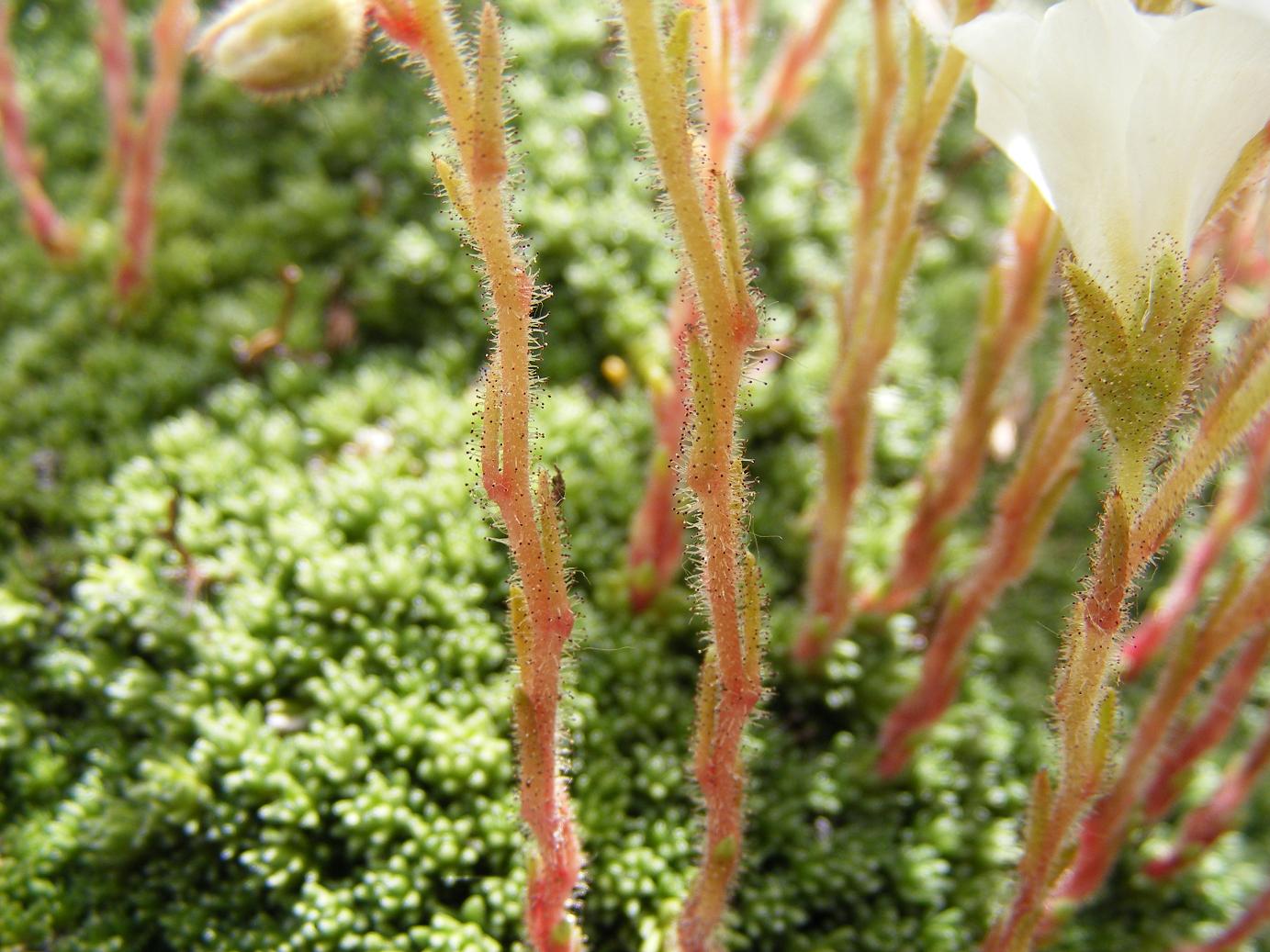 Saxifraga tombeanensis / Sassifraga del Monte Tombea